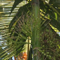 Areca catechu L.